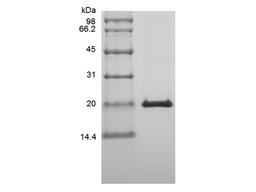 Recombinant Murine Interferon-lambda2/Interleukin-28A