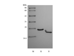Recombinant Murine Interferon-lambda3/Interleukin-28B