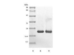 Recombinant Murine Glia Maturation Factor beta