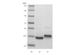 Recombinant Murine Betacellulin