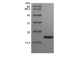 Recombinant Murine Midkine
