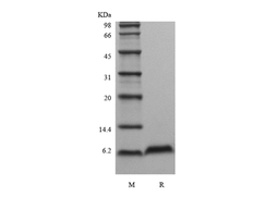 Recombinant Murine Beta-defensin 2
