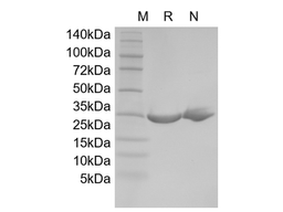 Recombinant Rat Oncostatin-M