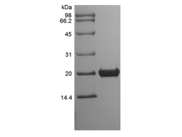 Recombinant Rat Fibroblast Growth Factor 18