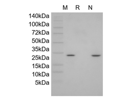 Recombinant Human Novel Neurtrophin-1/B-Cell Stimulating Factor-3