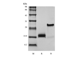 Recombinant Human Growth Differentiation Factor 7/Bone Morphogenetic Protein-12