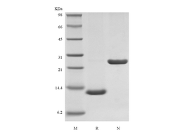 Recombinant Rhesus Macaque Interleukin-5