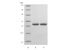 Recombinant Murine Fibroblast Growth Factor 17