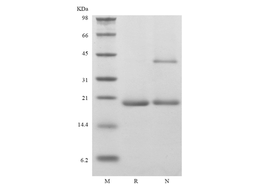 Recombinant Murine Neuropoietin