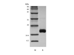 Recombinant Murine Growth Differentiation Factor 7/Bone Morphogenetic Protein-12