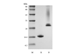 Recombinant Murine Growth Differentiation Factor 5/Bone Morphogenetic Protein-14