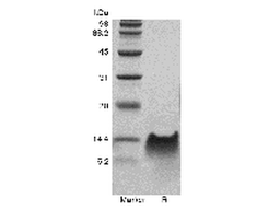 Recombinant Murine Beta-defensin 14