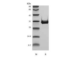 Recombinant Human Insulin-like Growth Factor-Binding Protein 4, Insect Cells Derived