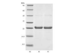 Recombinant Rhesus Macaque Interleukin-6