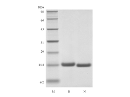 Recombinant Human Interleukin-2 Cys125Ser