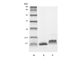 Recombinant Human Insulin-like Growth Factor-1 V44M