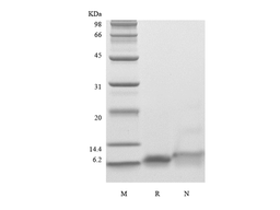 Recombinant Human Insulin-like Growth Factor-1 R36Q