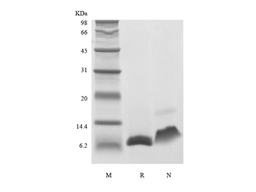 Recombinant Human Insulin-like Growth Factor-1 A67T
