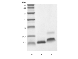 Recombinant Human Insulin-like Growth Factor-1 A70T