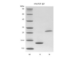 Recombinant Human Transforming Growth Factor - beta 2
