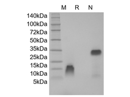 Recombinant Human Transforming Growth Factor-alpha