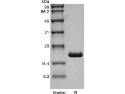 Recombinant Human Interleukin-1 alpha GMP