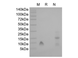 Recombinant Human Platelet Factor-4/CXCL4