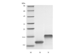 Recombinant Human I-TAC/CXCL11