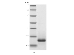 Recombinant Human Eotaxin/CCL11