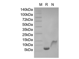 Recombinant Human Macrophage Inflammatory Protein-5/CCL15