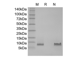 Recombinant Human Macrophage-Derived Chemokine/CCL22