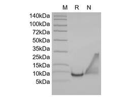 Recombinant Human Macrophage Inflammatory Protein-3/CCL23