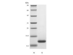 Recombinant Human Eotaxin-2/CCL24