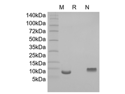 Recombinant Human Cuteaneous T-cell Attracting Chemokine/CCL27