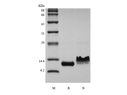 Recombinant Rhesus Macaque Eotaxin/CCL11