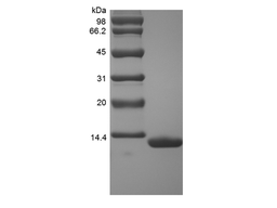 Recombinant Rhesus Macaque Serum Amyloid A1