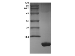 Recombinant Murine KC/CXCL1