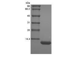 Recombinant Murine LPS-induced CXC Chemokine/CXCL5