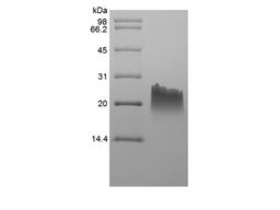 Recombinant Murine Monokine Induced by Interferon-gamma/CXCL9