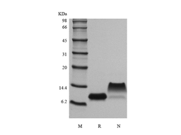 Recombinant Murine gamma-Interferon Inducible Protein 10/CXCL10