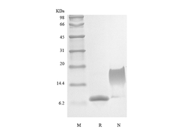 Recombinant Murine Stromal-Cell Derived Factor-1 alpha/CXCL12α