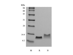 Recombinant Murine Macrophage Inflammatory Protein-1 beta/CCL4