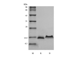 Recombinant Murine Protein C10/CCL6