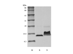 Recombinant Murine Monocyte Chemotactic Protein-3/CCL7