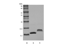 Recombinant Murine Monocyte Chemotactic Protein-2/CCL8