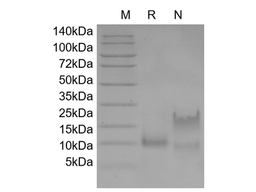 Recombinant Murine Eotaxin/CCL11