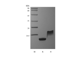 Recombinant Murine Thymus and Activation Regulated Chemokine/CCL17