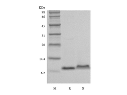 Recombinant Murine Macrophage Inflammatory Protein-3 alpha/CCL20