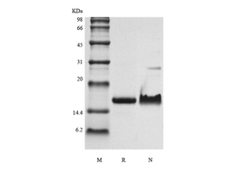 Recombinant Murine Exodus-2/CCL21