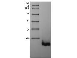 Recombinant Murine Macrophage-Derived Chemokine/CCL22